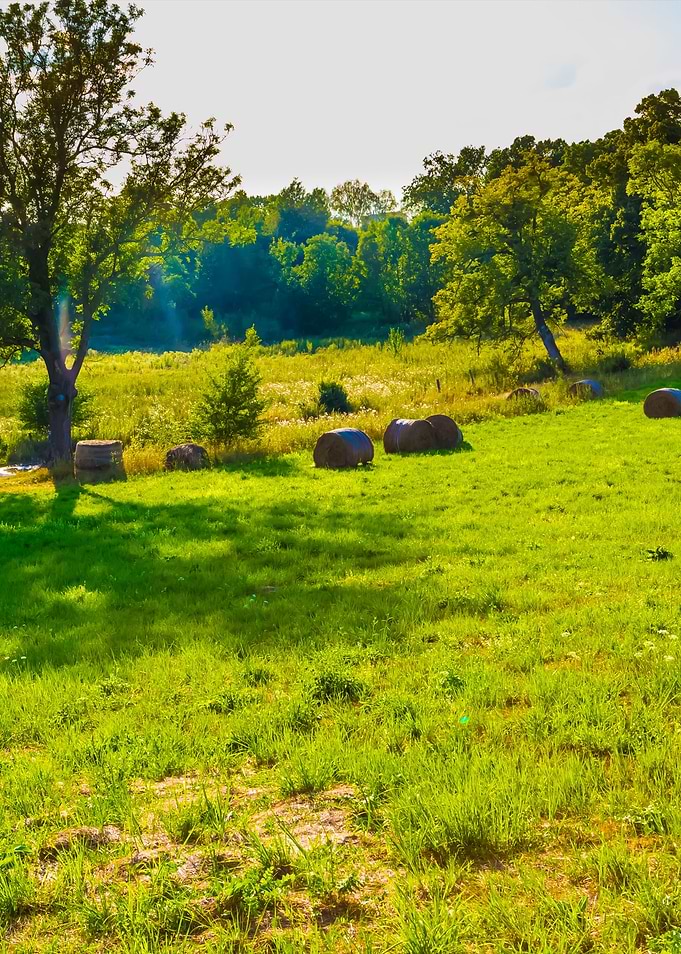 Summer Meadow Landscape