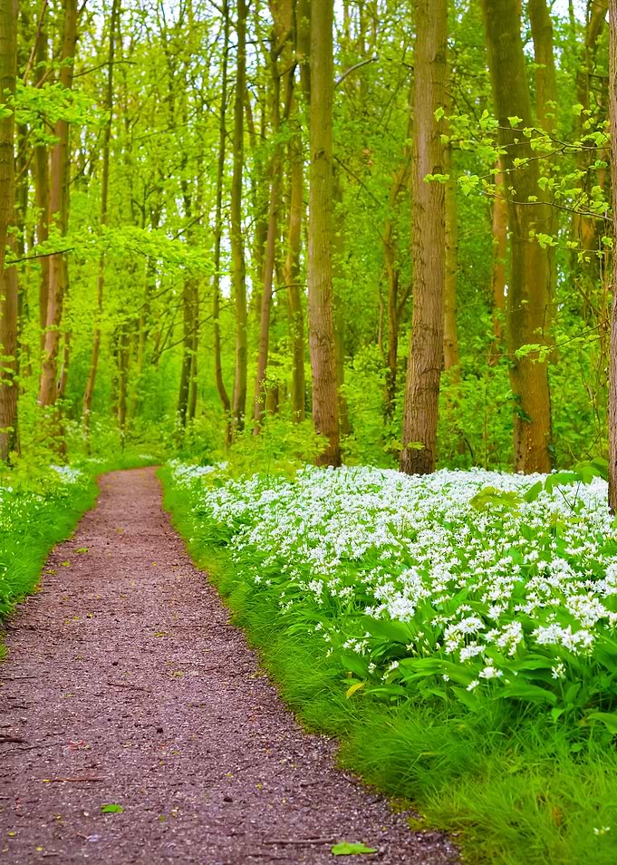 A Road In The Forest And T