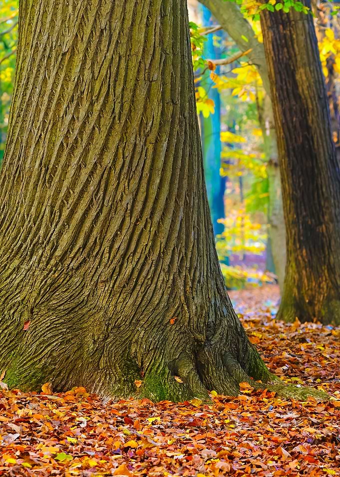 Autumn Forest Nachtegalenp