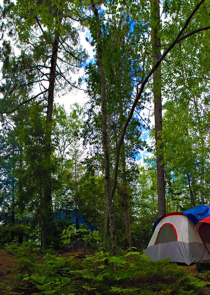 Forest Tent Camping