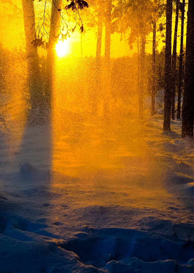 Falling Snow In Winter For