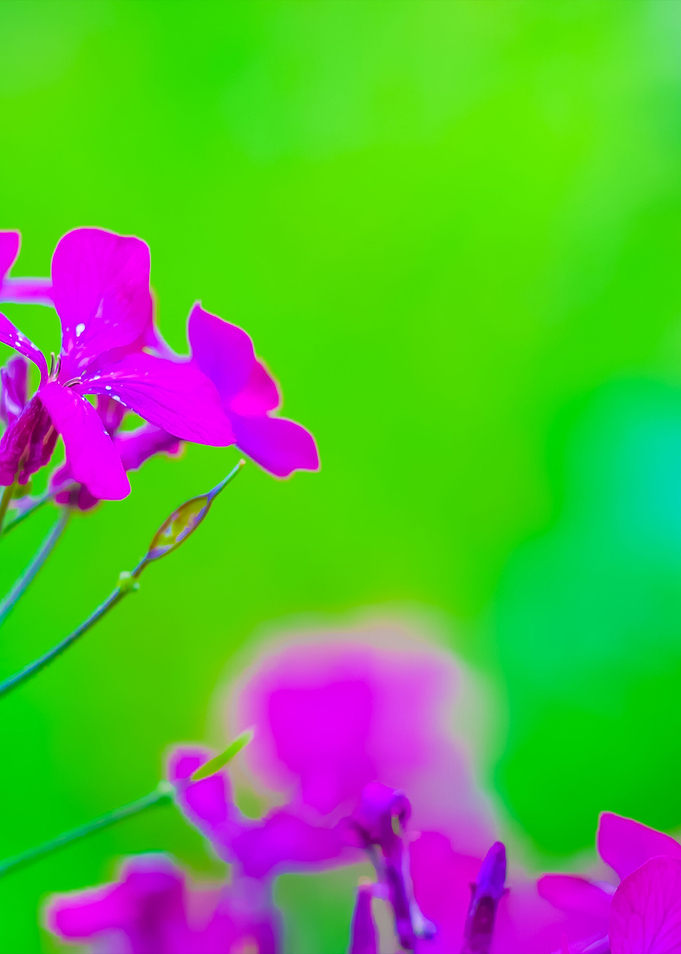 Pink Springtime Flowers