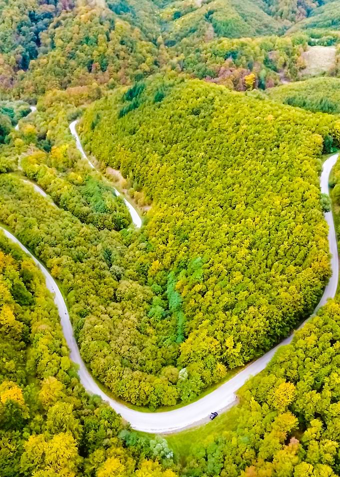 Curvy Road In Green Forest