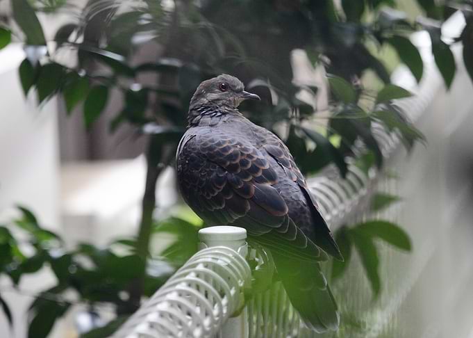 Pigeon