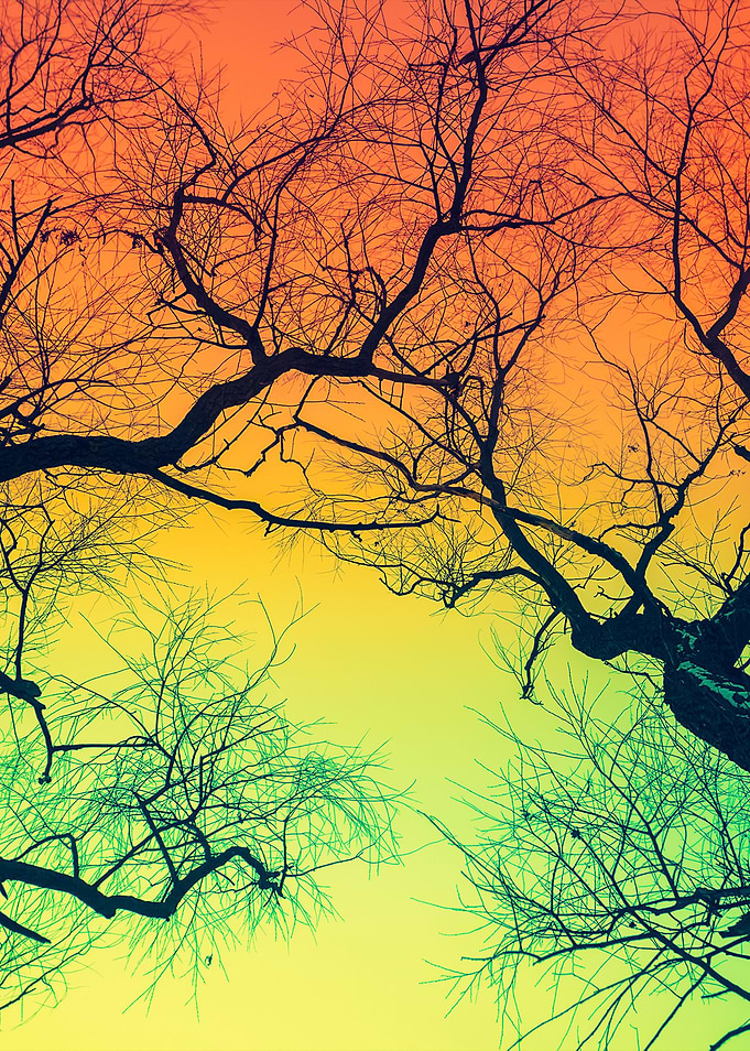 Trees Silhouettes Against