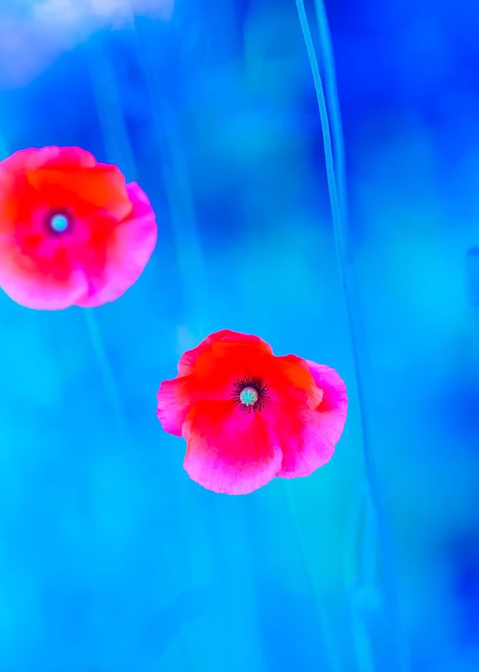 Poppy Flowers With Blue Mo