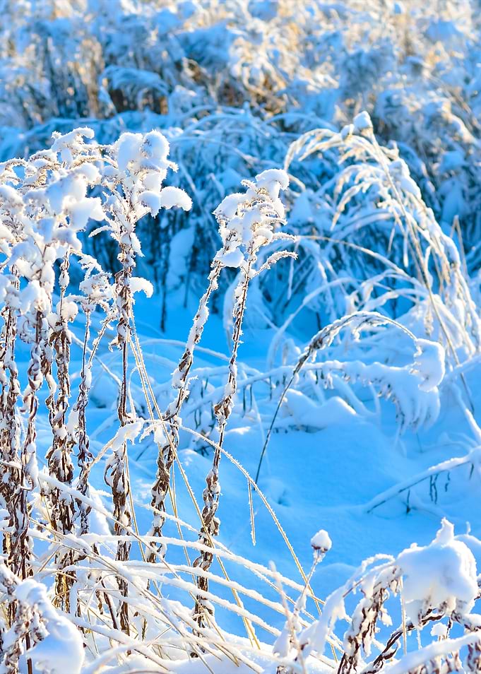 HoarFrost On Plants In Win