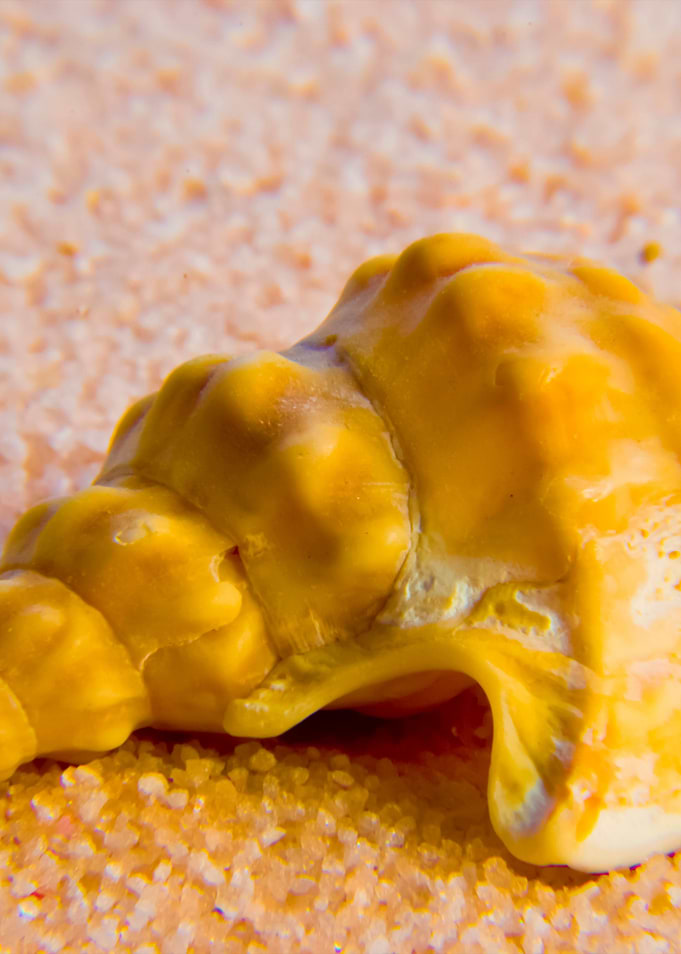 Seashell