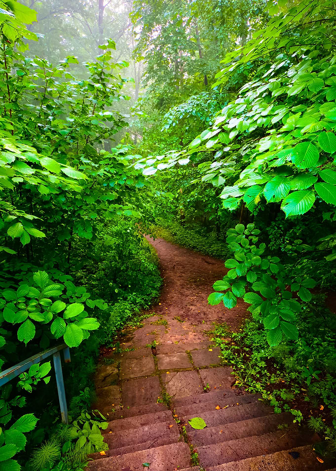 Staiway In Forest Disappea