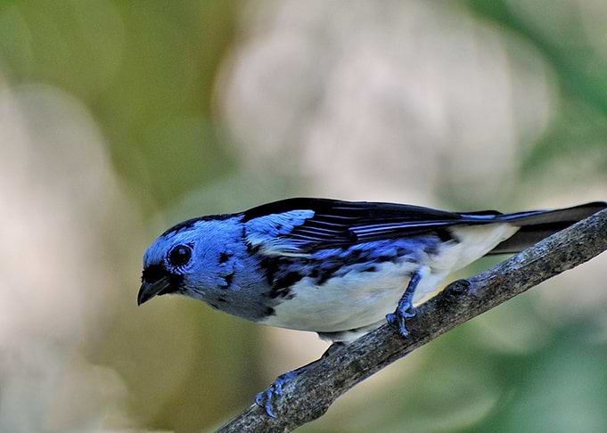small bird
