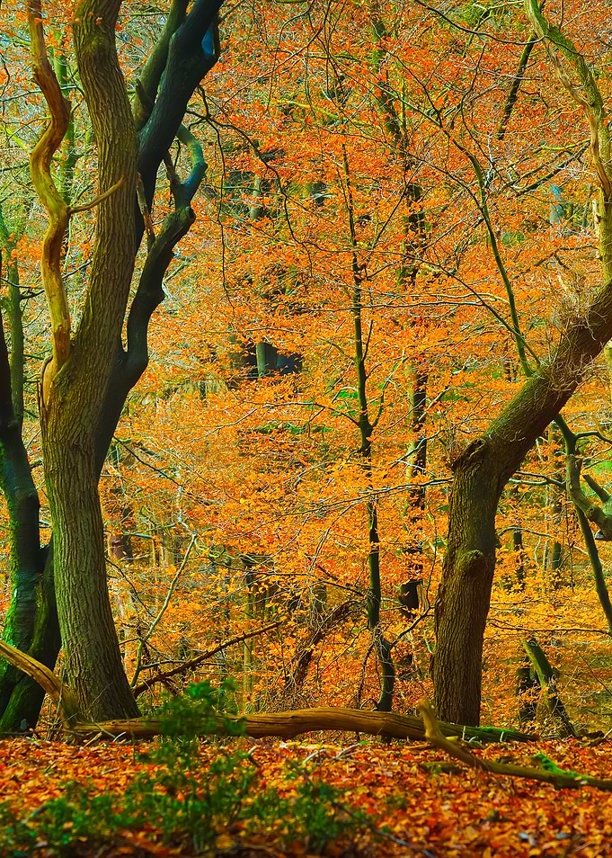 Autumn Forest In The Nethe