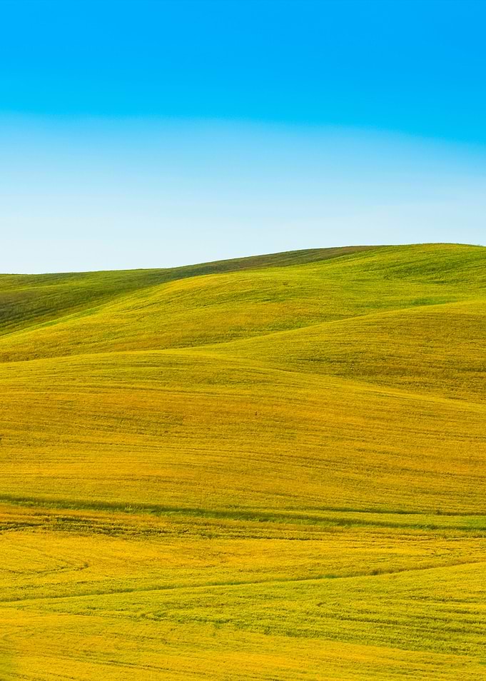 The Grassy Knoll With Blue
