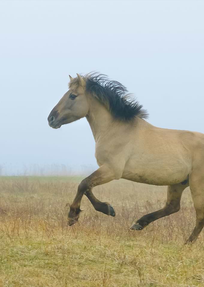 Horse Running In Fog