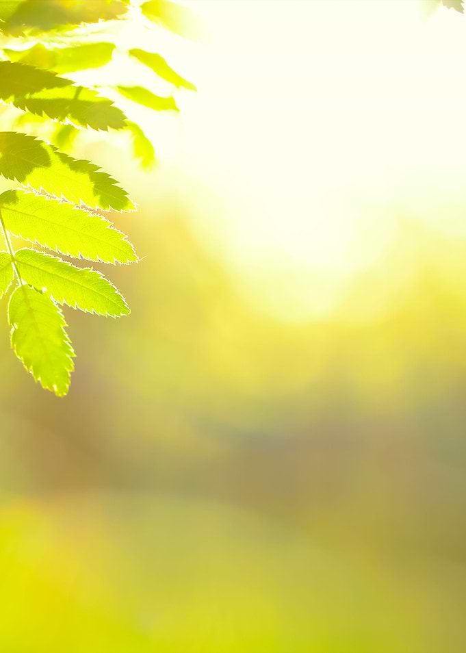 Green Leaves Nature Backgr