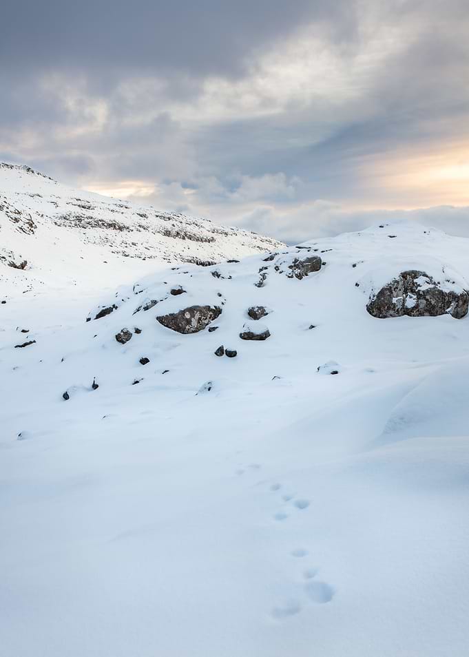 Tracks in the snow
