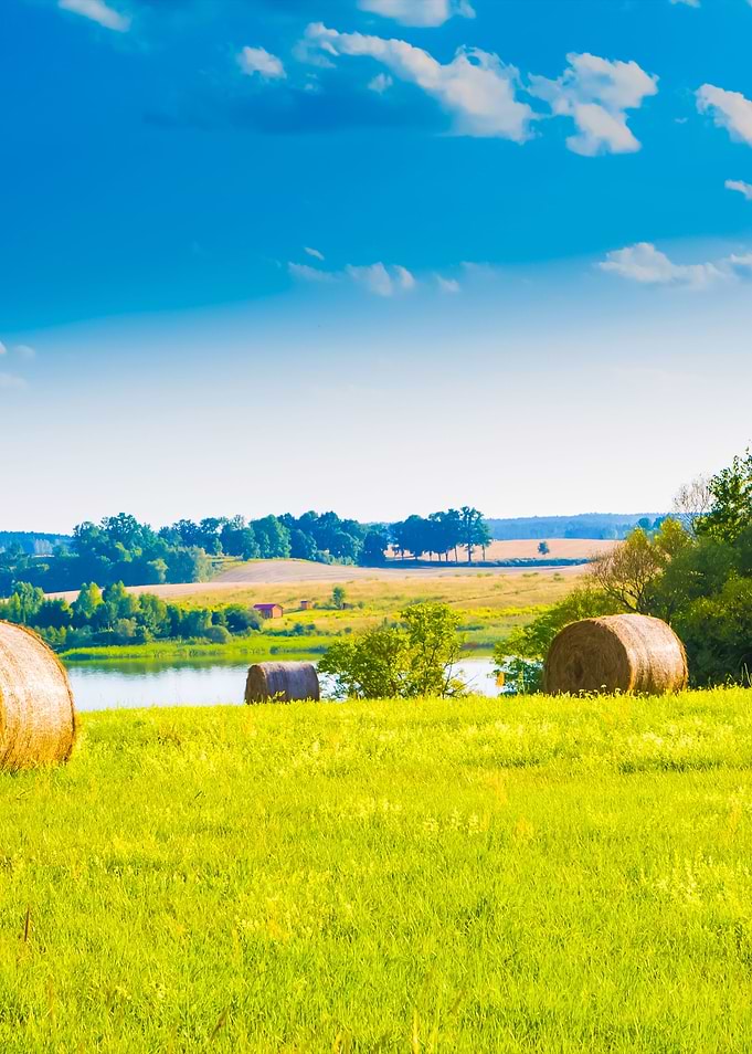 Summer Meadow Landscape