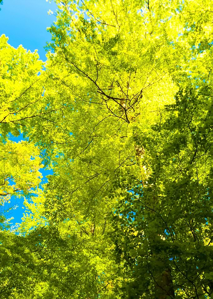 Beech Trees In The Eifel
