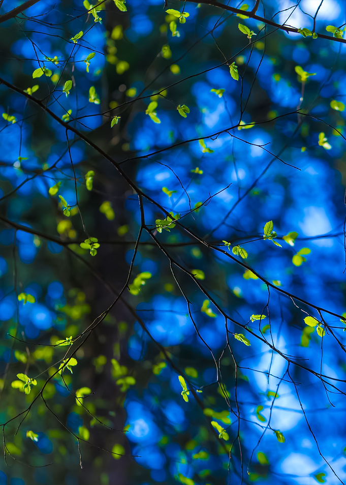Springtime Tree Branch Wit