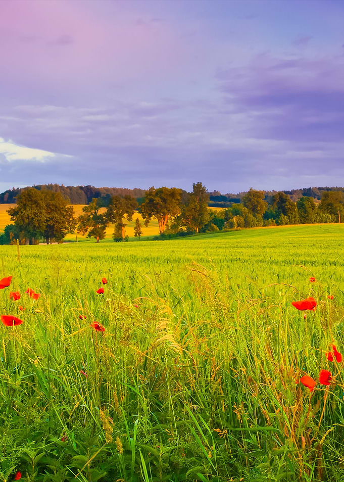 Corn Field With Poppies
