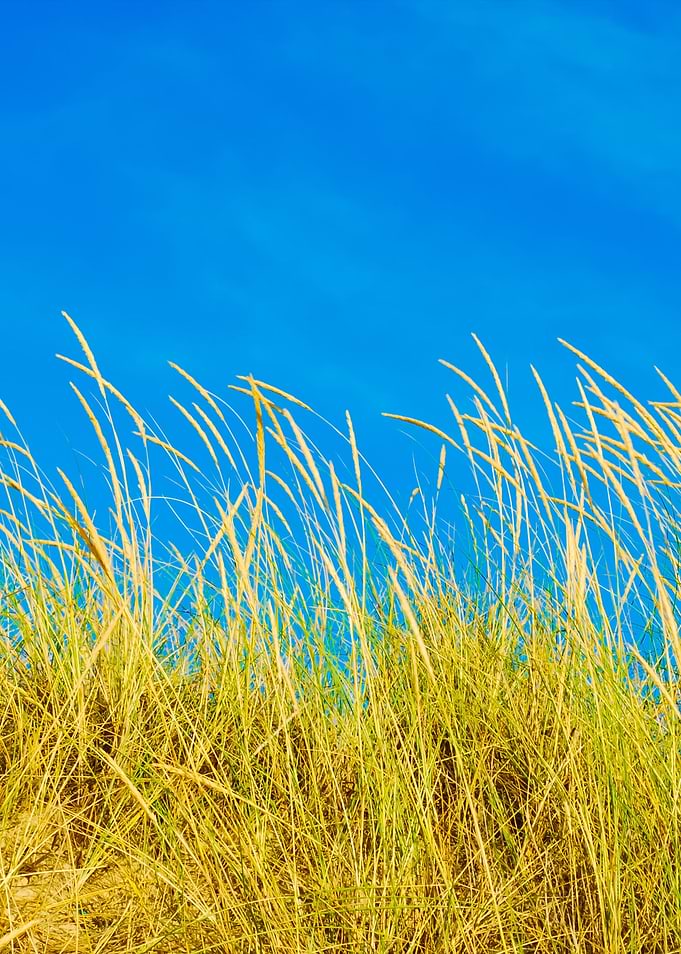 Reed Grass Background On A