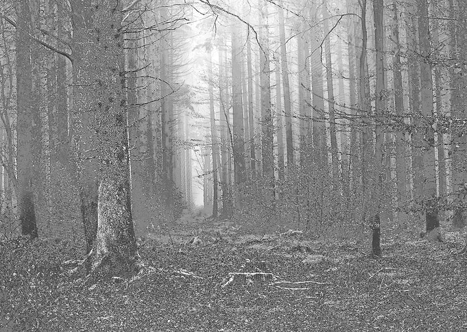 Forest Dusk