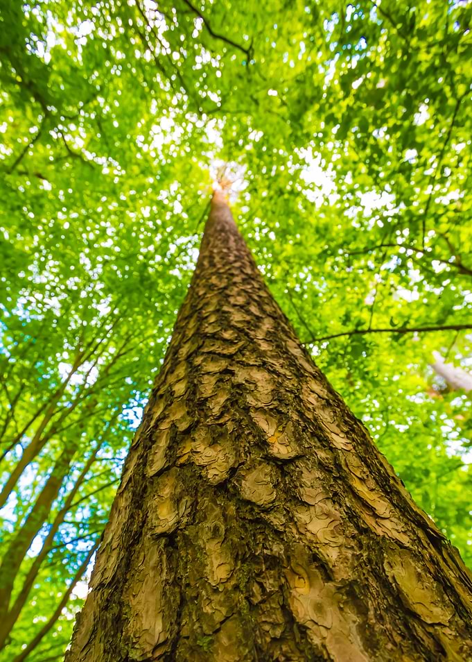 Green Forest