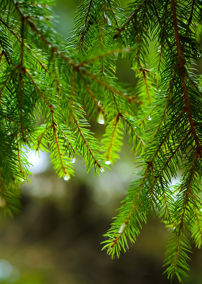 Pine Tree CloseUp