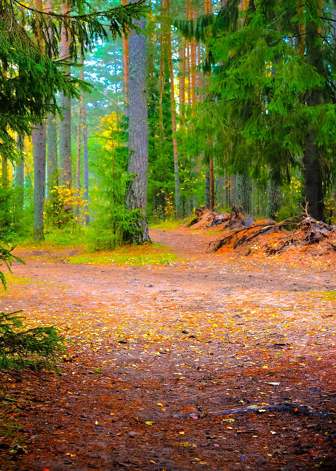 Dark Pine Forest Scene