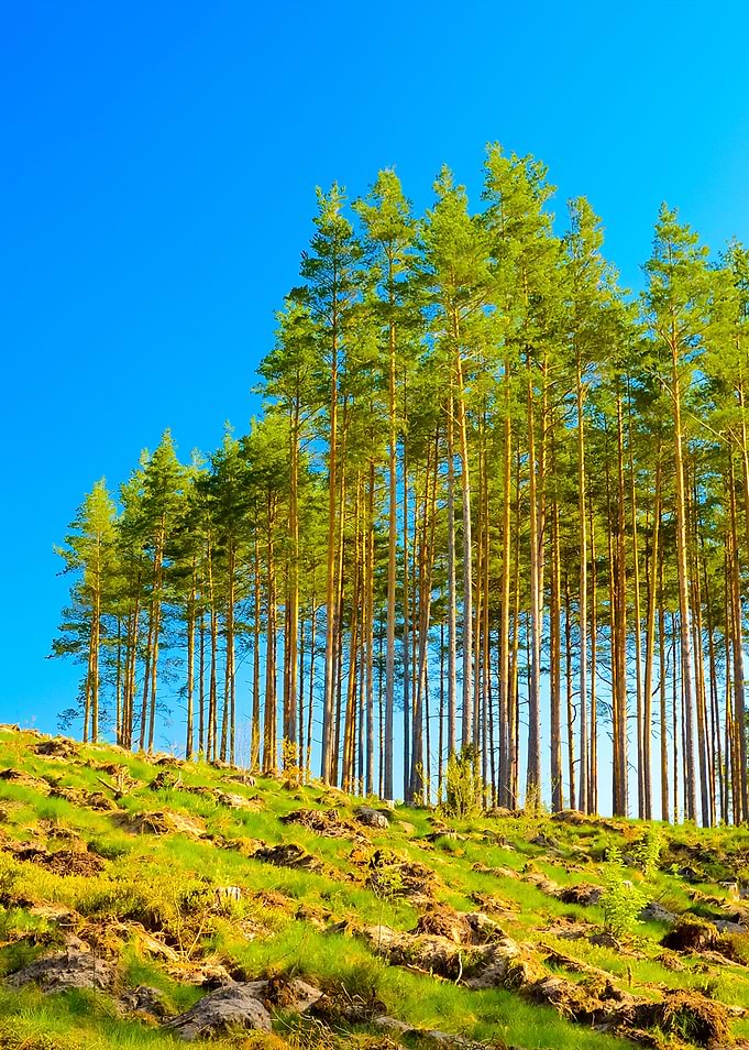 Forest Landscape