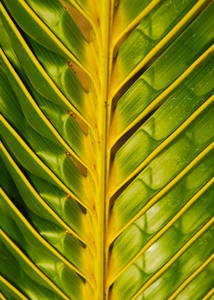 Vibrant Coconut Palm Tree