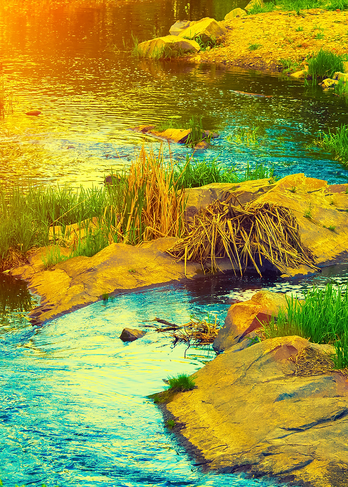 River Bank With Rocks