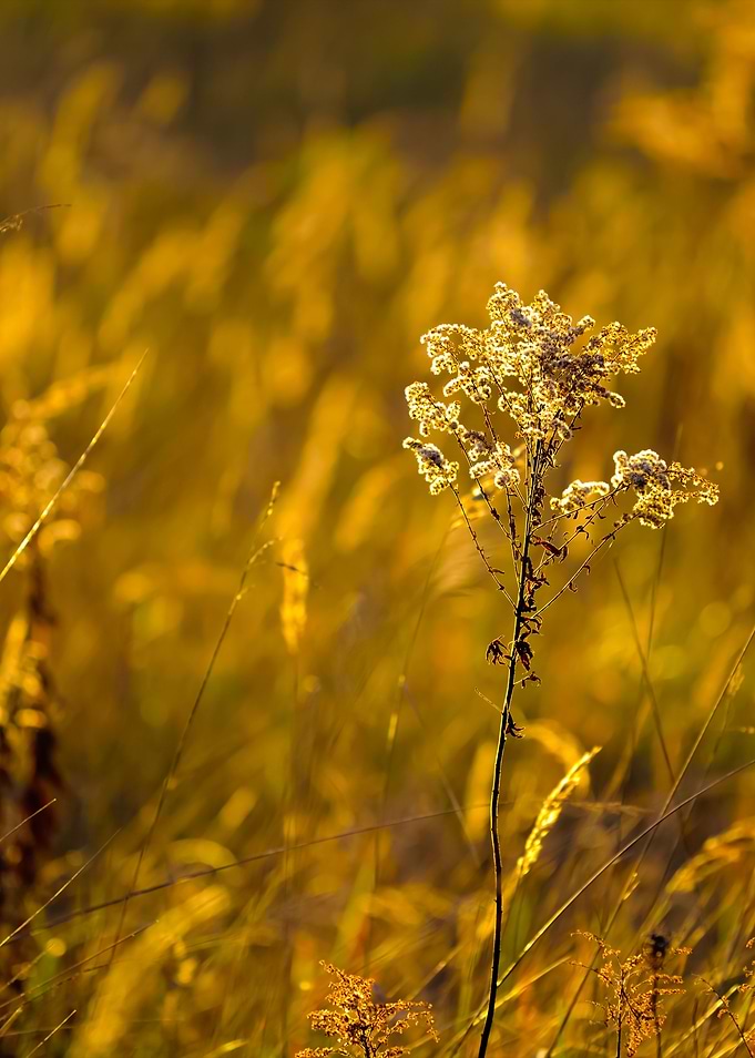 Grass CloseUp During The S