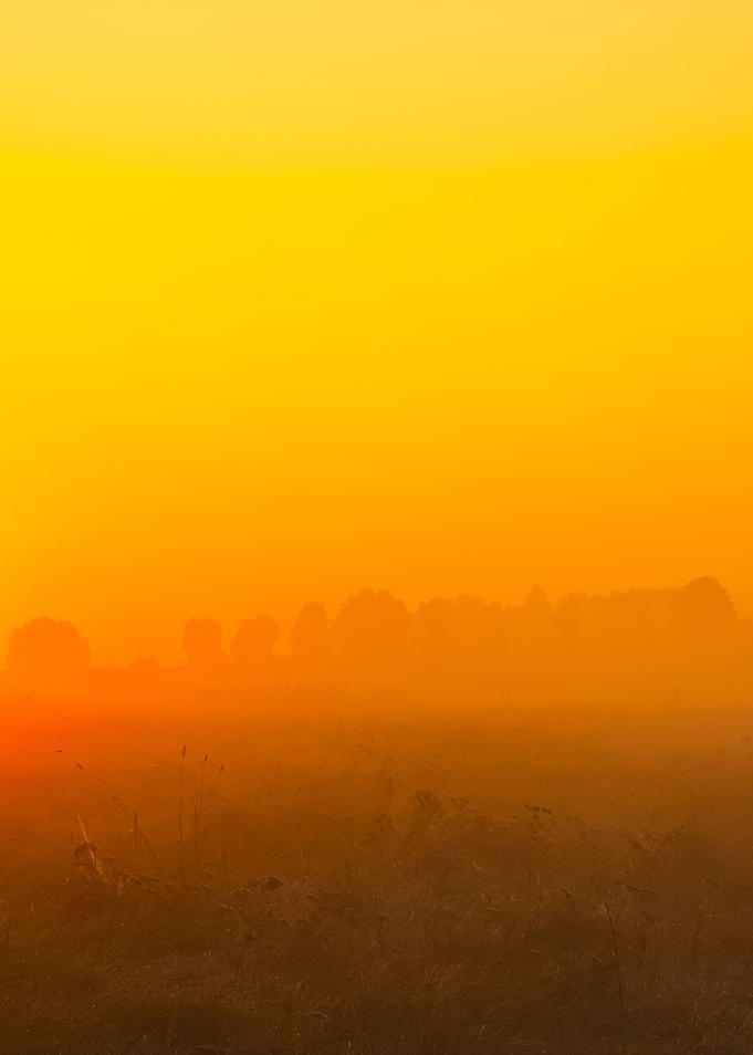 Foggy Morning Meadow