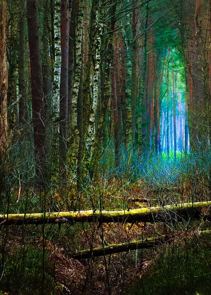 Dark Pine Forest Scene