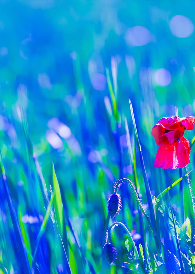 Poppy Flower Growing On Ce