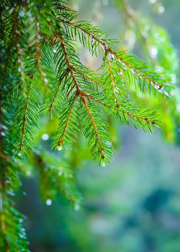 Pine Tree CloseUp