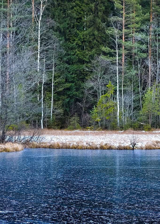 Iced Forest Lake