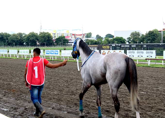 Edwin Horse