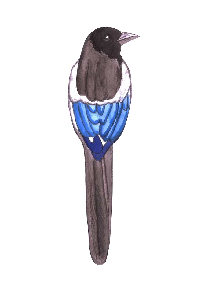 Black billed magpie bird