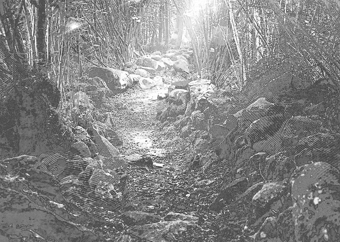 Pathway in a Forest Glade