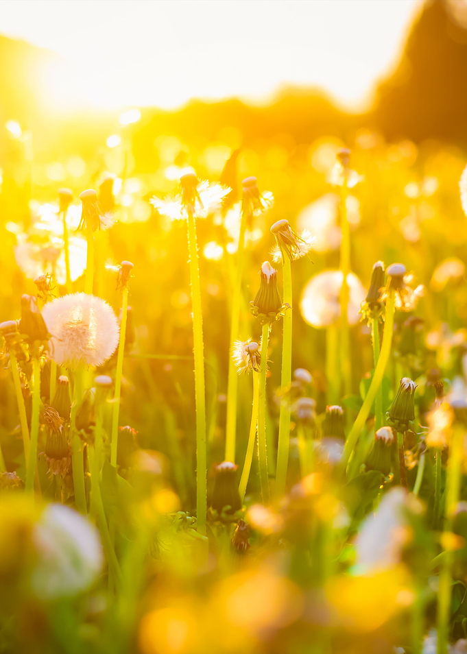 Green Summer Meadow With D