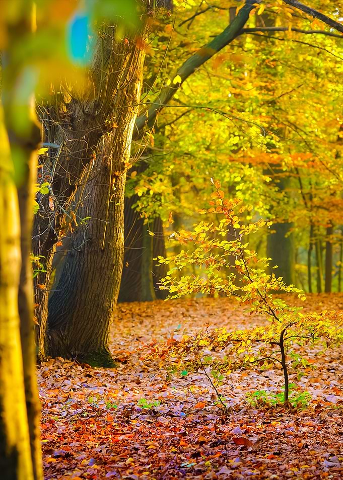 Autumn Forest Nachtegalenp