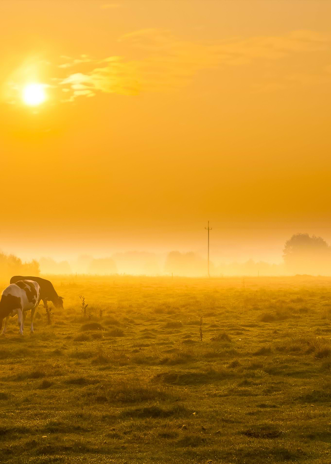 Cows On Misty Pasture At S