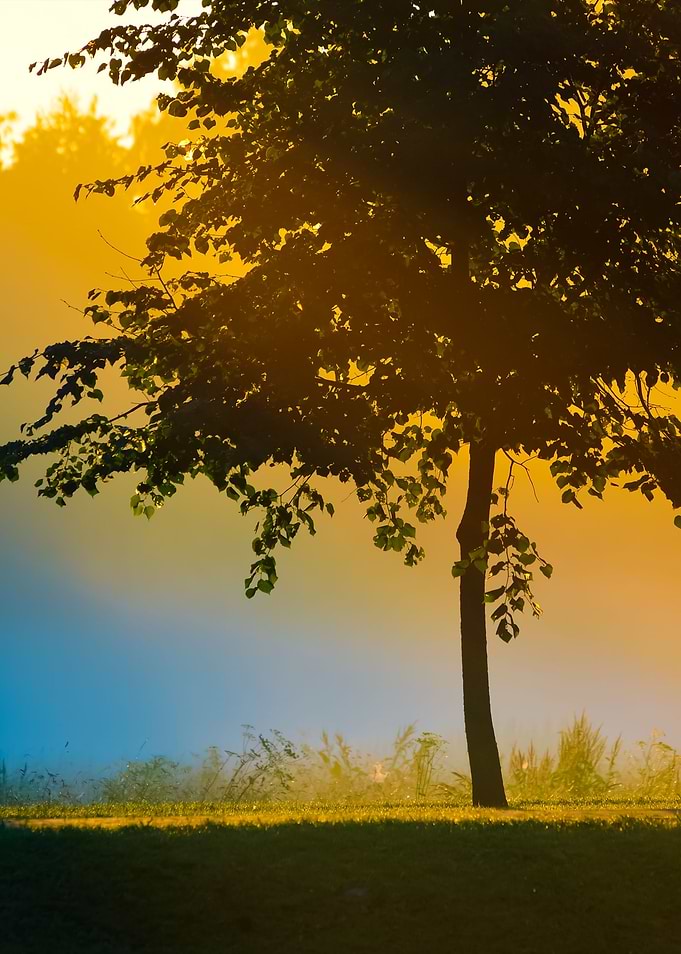 Mystical Tree Silhouette I