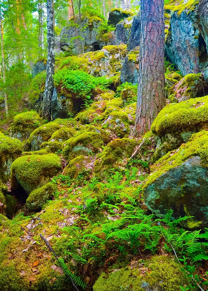 Forest On Granite Rocks An