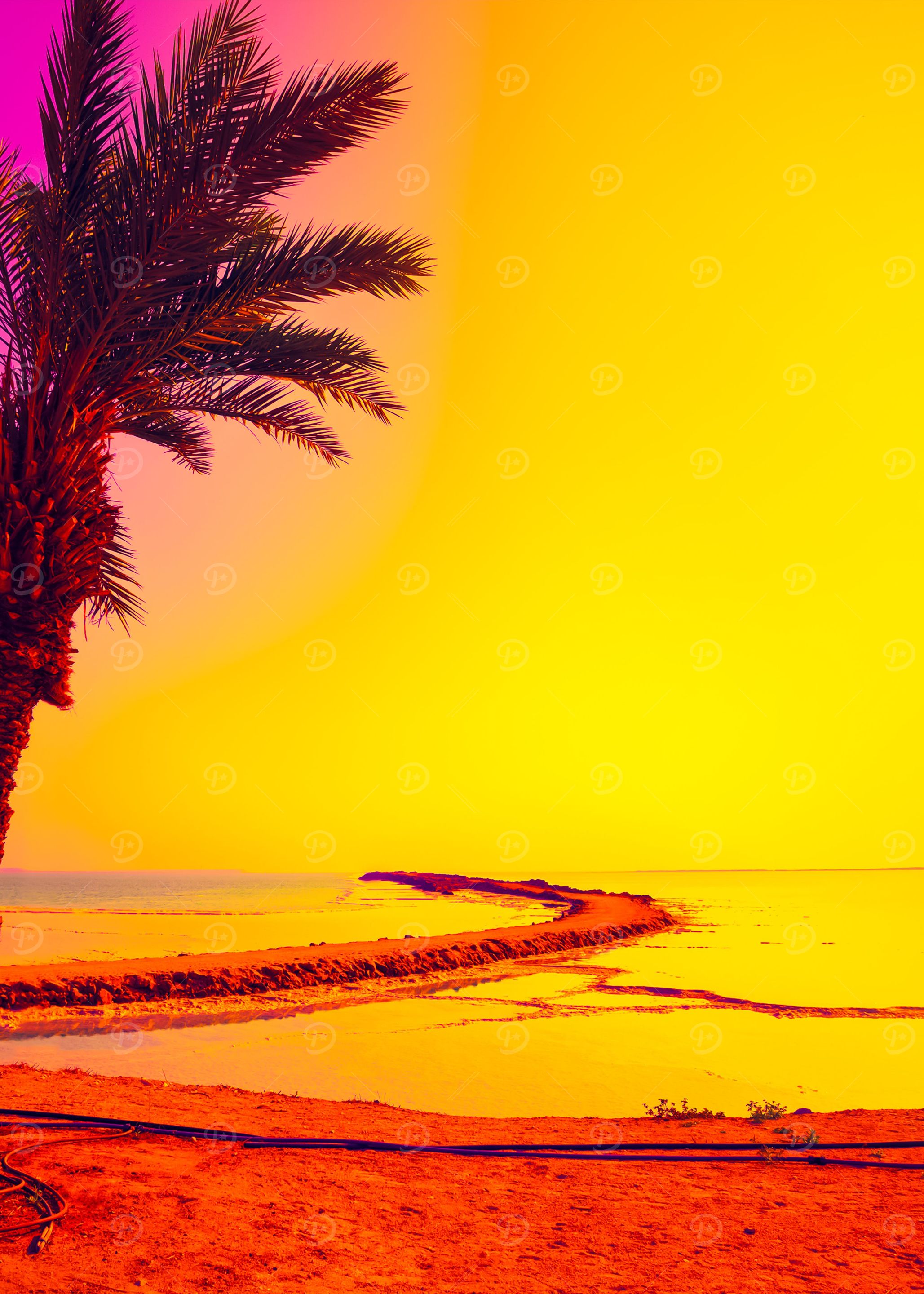 Dead Sea Shore With Palm T