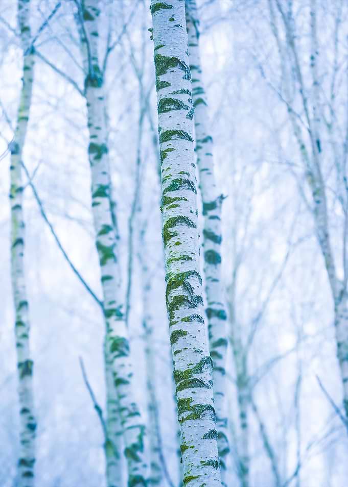 Frosty Birch Forest