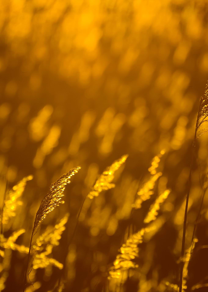 Phragmites Plant At The Su
