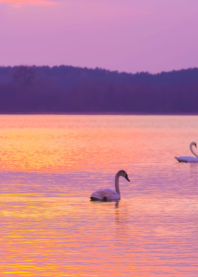 Lake Landscape With Swimmi