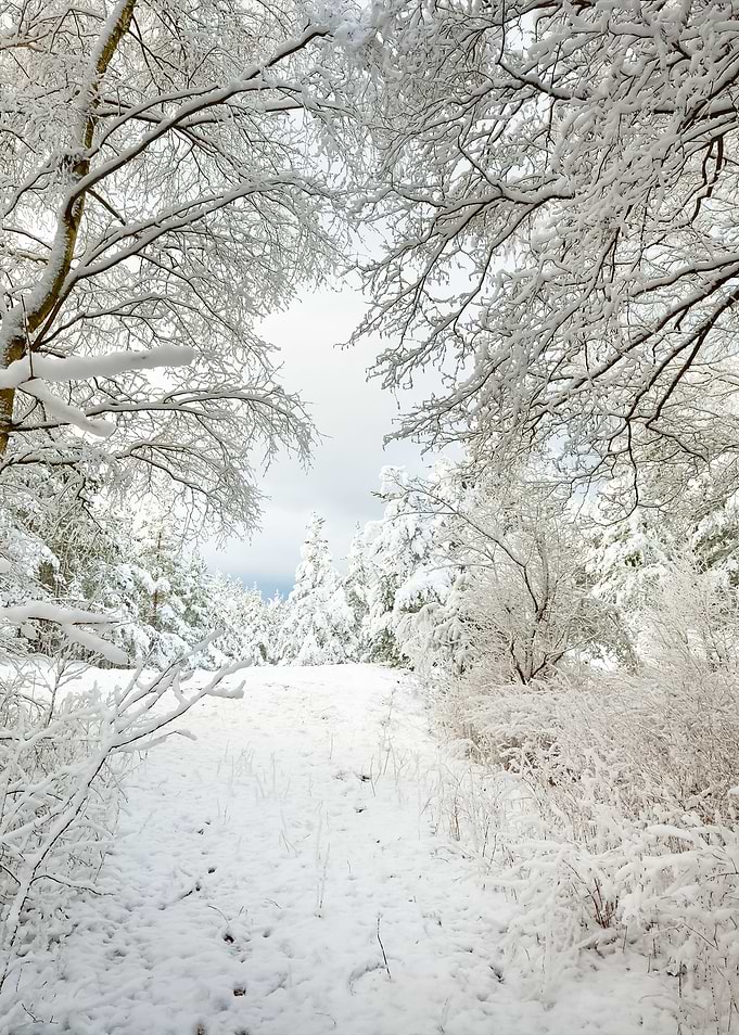 Winter Wonderland In Snow